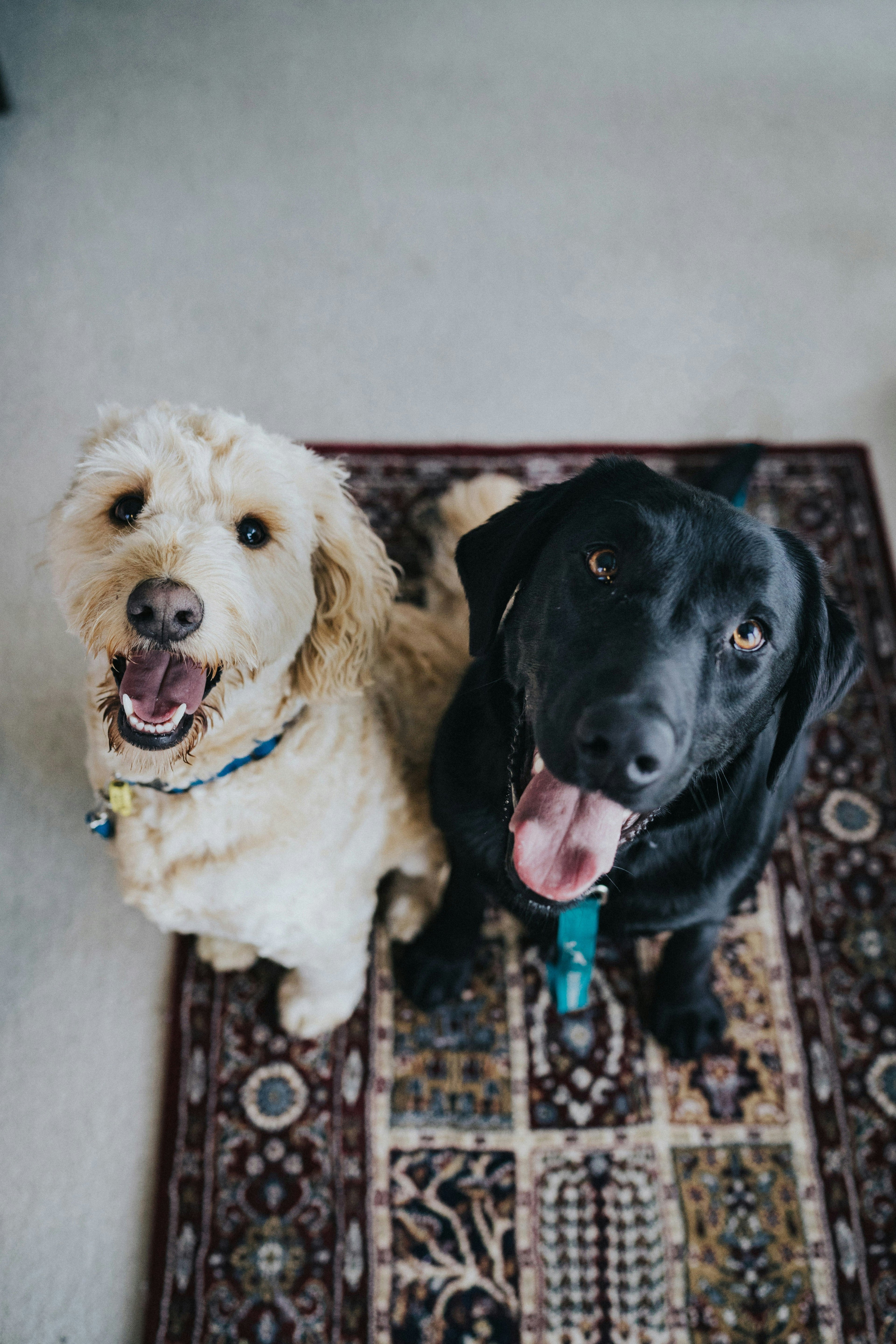 For Pet Owners & lovers